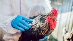 Эксперты: вспышка птичьего гриппа будет в 100 раз хуже пандемии коронавируса