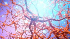 нейроны, мозг