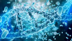 Ученые нашли новый механизм управления весом