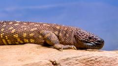 В США мужчина умер после укуса домашней ящерицы