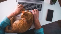 Исследование показало, что домашние животные помогают снизить стресс от изоляции