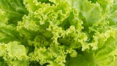Слабое звено салата: ученые обнаружили, почему листья так быстро вянут