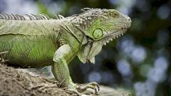 Трехлетняя девочка заразилась необычной инфекцией после укуса игуаны