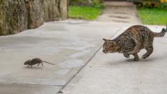 Исследование: кошачий паразит связан с психозами у людей
