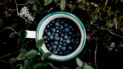 Черника – польза и вред