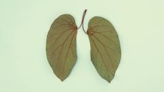 Стоп, туберкулез!