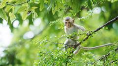 вирус, оспа