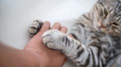 После контакта с кошкой человек впервые умер от нового вируса оспы