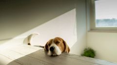 Что делать, когда лень стала управлять вами?