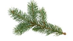 Московские врачи достали из бронхов ребенка еловую ветку