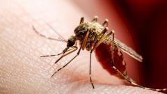 Одобрена первая в мире вакцина против малярии