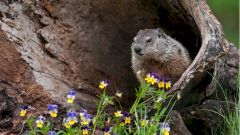 Рядом с российской границей объявлен карантин из-за вспышки бубонной чумы