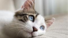 Появились новые данные о течении коронавирусной инфекции у кошек