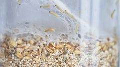 Россиянам дали советы, как избавиться от пищевой моли