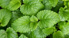 Улучшает ли мята самочувствие при простуде — ученые