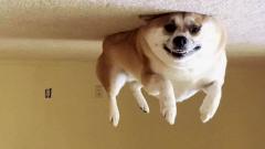 Мемы оказались эффективны в борьбе со стрессом, связанным с COVID-19