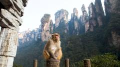 В Китае скончался первый человек от вируса обезьяны