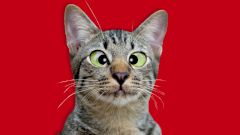 Можно ли вылечить косоглазие?