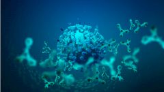 Обнаружено «суперантитело», действующее на разные мутации коронавируса