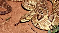 Ученые разрабатывают препарат для облегчения хронической боли на основе яда змеи