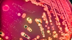 Как бактерии могут влиять на ваш вес