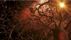 Выяснилось, что устройство мозга во многом повторяет структуру Вселенной