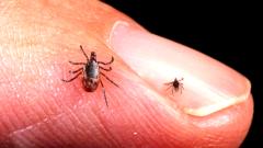 Западные СМИ: в России завелись особо опасные клещи-мутанты