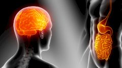 Пищеварительная система как суперкомпьютер