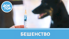 Укусило животное — сколько времени есть на прививку?