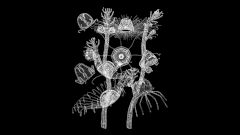 Находки Доктора: бессмертие существует, аллергия на воду