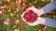 15 фактов о клюкве