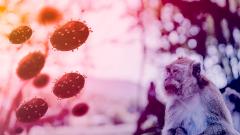 Инфекционист объяснил, грозит ли России эпидемия оспы обезьян