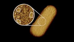 У супербактерий нашли слабые места