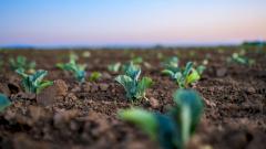 Садоводство улучшает здоровье мозга и память: исследование