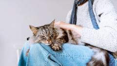 Высокопатогенный птичий грипп перекинулся на еще один вид — убивает кошек