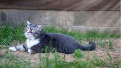 Женщина умерла после того, как её поцарапала и лизнула кошка