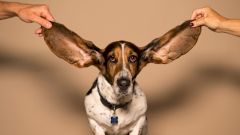 Берегите ваши уши!