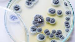 «Грибки»: вредные или полезные?