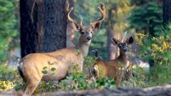 Эпидемия «зомби-вируса» распространяется среди оленей. Не исключено, что он угрожает людям