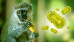 В России — первый заболевший обезьяньей оспой. Ждать ли эпидемии?