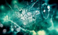 Лабораторный мозг