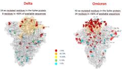 Получено первое изображение варианта «Омикрон»