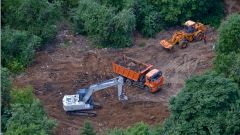 Для предотвращения следующих пандемий предложено сократить вырубку лесов