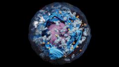 Ученые обнаружили белок, который лечит аутоиммунные заболевания