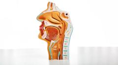 Первую пересадку гортани больному раком провели в США