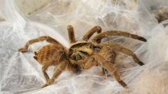 В России создали материал для лечения ран на основе паутины