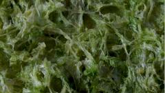 Ученые: вещество из съедобных водорослей может подавлять коронавирус