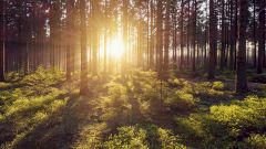 «Купание в лесу», или Правильная прогулка для укрепления здоровья