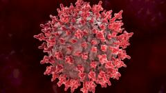 Впервые в Европе: подтвержден случай птичьего гриппа в Италии