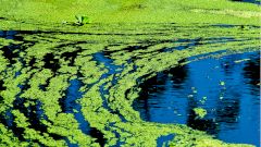 Цветущие сине-зеленые водоросли оказались крайне опасны для людей